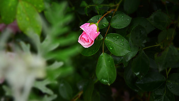 Rose, Bud, Flower, Pink HD wallpaper