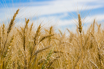 Dry Wheat Farm, farm, wheat, nature HD wallpaper