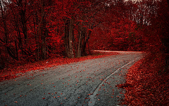 Red Leaves On Road Autumn Season, autumn, road, leaves, graphy HD wallpaper