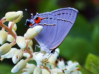 Blue wings, white flowers, red spot, blue butterfly, white flowers, black markings HD wallpaper