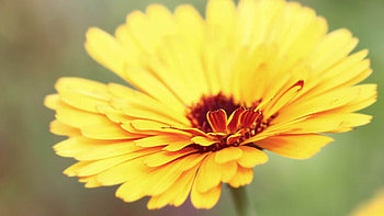 Flower, Macro, Petals HD wallpaper