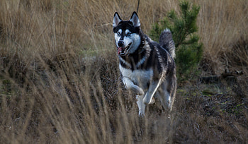 Animals, Dog, Protruding Tongue, Tongue Stuck Out, Husky, Run, Running HD wallpaper