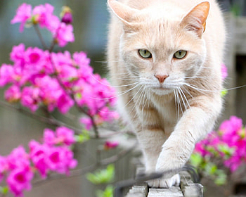 Cute White Cat, animal, kitten, bokeh, cat, flowers, look HD wallpaper