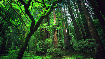 Immersive background, Amazon rainforest experience, Virtual escape, Nature's haven HD wallpaper