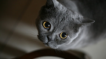 Cute Cat, cute, cat, pet, animals HD wallpaper