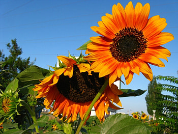 Plants, Sunflowers HD wallpaper