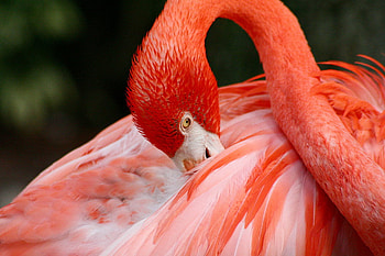 flamingo For Cherie, animal, flamingo, orange, bird HD wallpaper