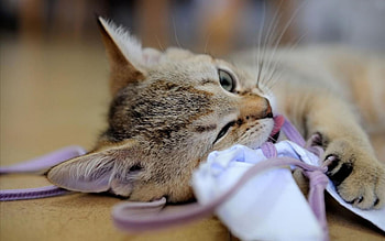 Animals, Cats HD wallpaper