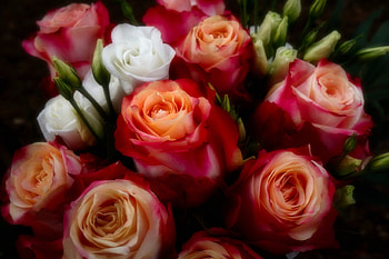 Roses, Flowers, Buds, Red HD wallpaper