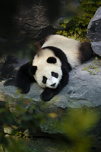 Animals, Branch, Animal, Nice, Sweetheart, Panda HD phone wallpaper