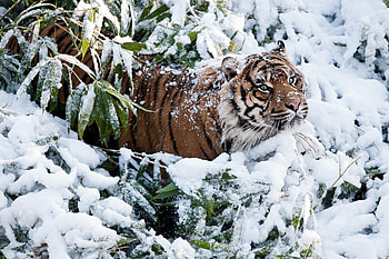 Animals, Snow, Muzzle, Tiger, Climb HD wallpaper