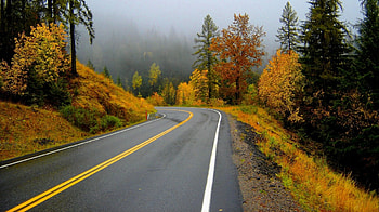 road, trees, nature, fun, forest HD wallpaper