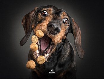 :D, dog, face, funny, caine, vieler HD wallpaper