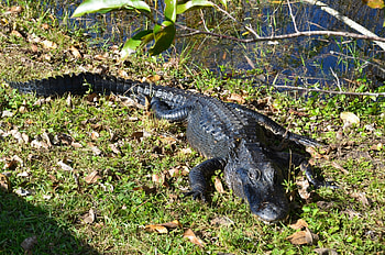 Aligator, Liscie, Trawa, Woda HD wallpaper