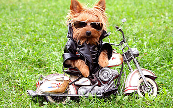 Animals, Grass, Dog, Yorkshire Terrier, Biker, Jacket, Killer Whale, Biker Jacket HD wallpaper