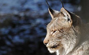 Animals, Iris, Muzzle, Predator, Profile HD wallpaper