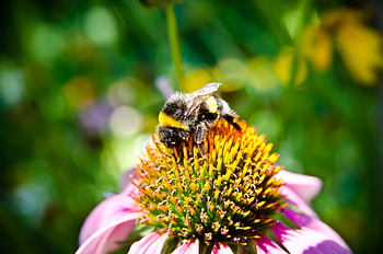 Flower, Macro, Insect, Bee, Pollination HD wallpaper
