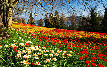 Island Of Mainau, Lake Bodensee, In Spring, field, blossoms, trees, colors, germany, landscape, tulips HD wallpaper