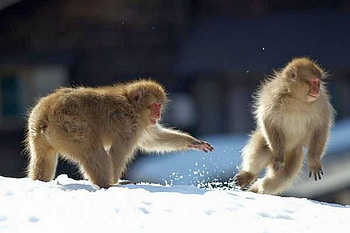Monkeys, cool, in winter HD wallpaper
