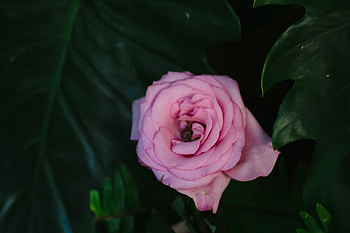Flowers, Pink, Flower, Rose Flower, Rose, Bud HD wallpaper
