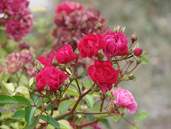 Plants, Flowers, Roses HD wallpaper