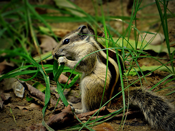 Animals, Grass, Leaves, Chipmunk HD wallpaper