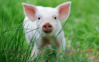 Pig, animal, grass, piglet HD wallpaper