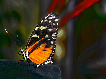 Lighting butterfly, , beautiful, butterfly, light HD wallpaper