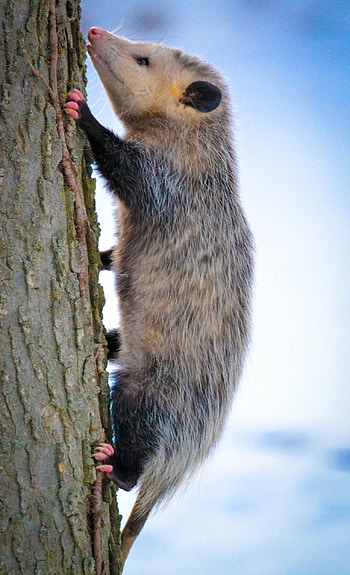 Virginia opossum, Opossum enthusiasts, Fascinating behaviors, Wildlife diversity HD phone wallpaper