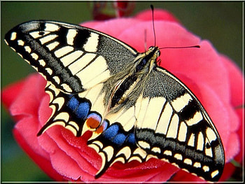 Beautiful Butterfly, cool, beautiful, butterfly HD wallpaper