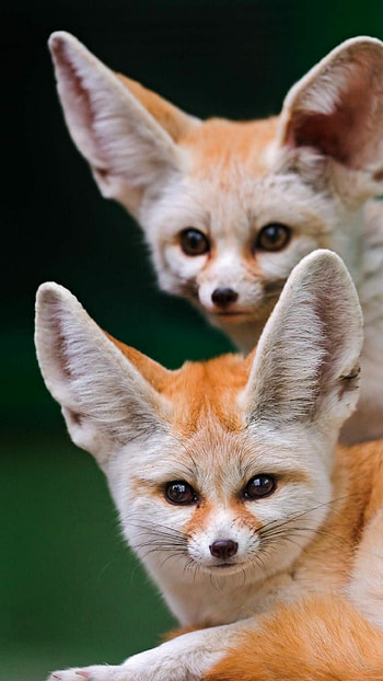 Fennecs, Foxes HD phone wallpaper
