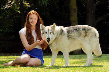 White Siberian Husky, Sophie Turner HD wallpaper