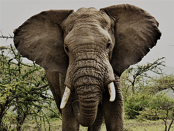 Elephant, animal, tusk, pachyderm HD wallpaper