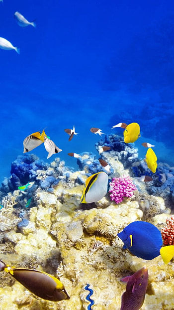 Underwater world , Bright coral reefs, Tropical fish, Oceanic wonderland HD phone wallpaper