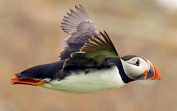 Animals, Bird, Flight, Color, Dead End, Cul-De-Sac HD wallpaper