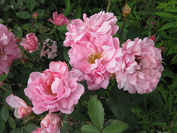 Flowers on a walking day 52, pink, graphy, green, Flowers, garden, Rose HD wallpaper