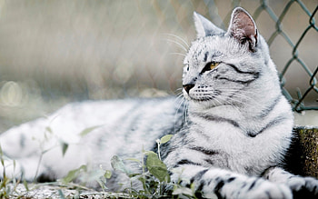 Animals, Cats HD wallpaper