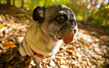 Animals, Dog, Collar, Language, Tongue, Pug HD wallpaper