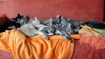 *** Cat's family on the couch ***, couch, cat, family, sleep HD wallpaper