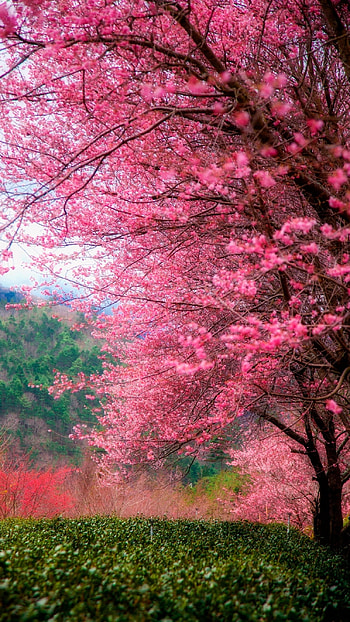 Spring, Beautiful Tree HD phone wallpaper