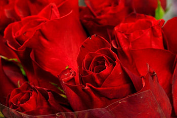 Bushel of Roses, red roses, roses, bouquet of roses HD wallpaper