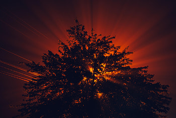Nature, Trees, Sunset, Sun, Beams, Rays HD wallpaper