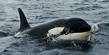 Animals, Water, Sea, Waves, Killer Whale HD wallpaper