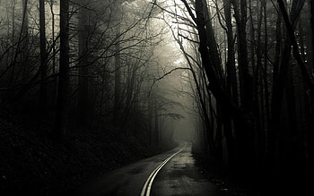 Scary Forest HD wallpaper
