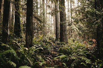 Lush forest with tall trees and ferns, creating a serene nature setting. HD wallpaper