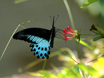 Breathtaking, wings, tails, leaves, butterfly, flower, swallowtail, beauty, turquoise and black HD wallpaper