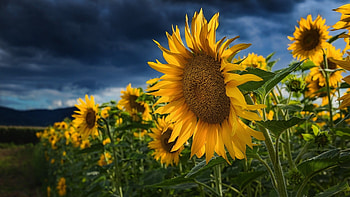 Sunflowers, bochet, sky, nature HD wallpaper