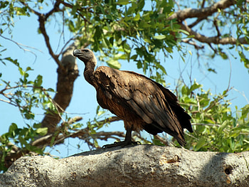Animals, Bird, Sit, Predator, Vulture HD wallpaper