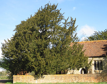 Yew tree guide, UK common yew tree, Identification HD wallpaper
