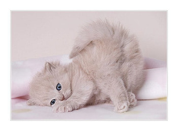Kitten, animal, cute, cat, feline HD wallpaper